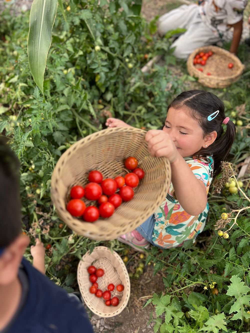 Niña cosechando tomates en el huerto
